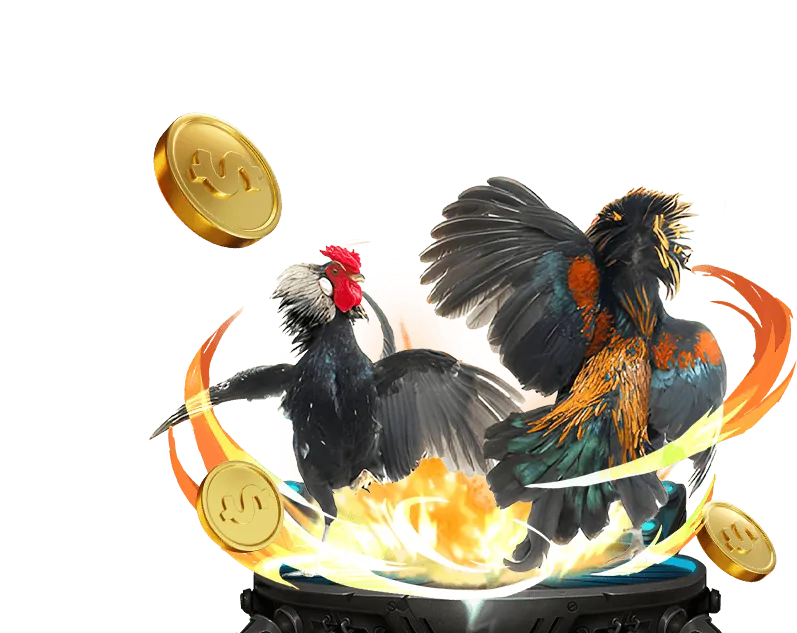 Gà chọi với cựa dao sắc bén trong trận đấu